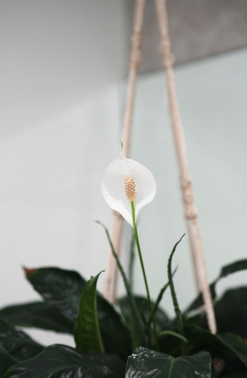 York-street-display-home - Rob Tate Family Homes